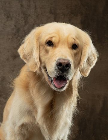 Lark the Reading Dog