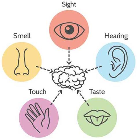 5 Senses